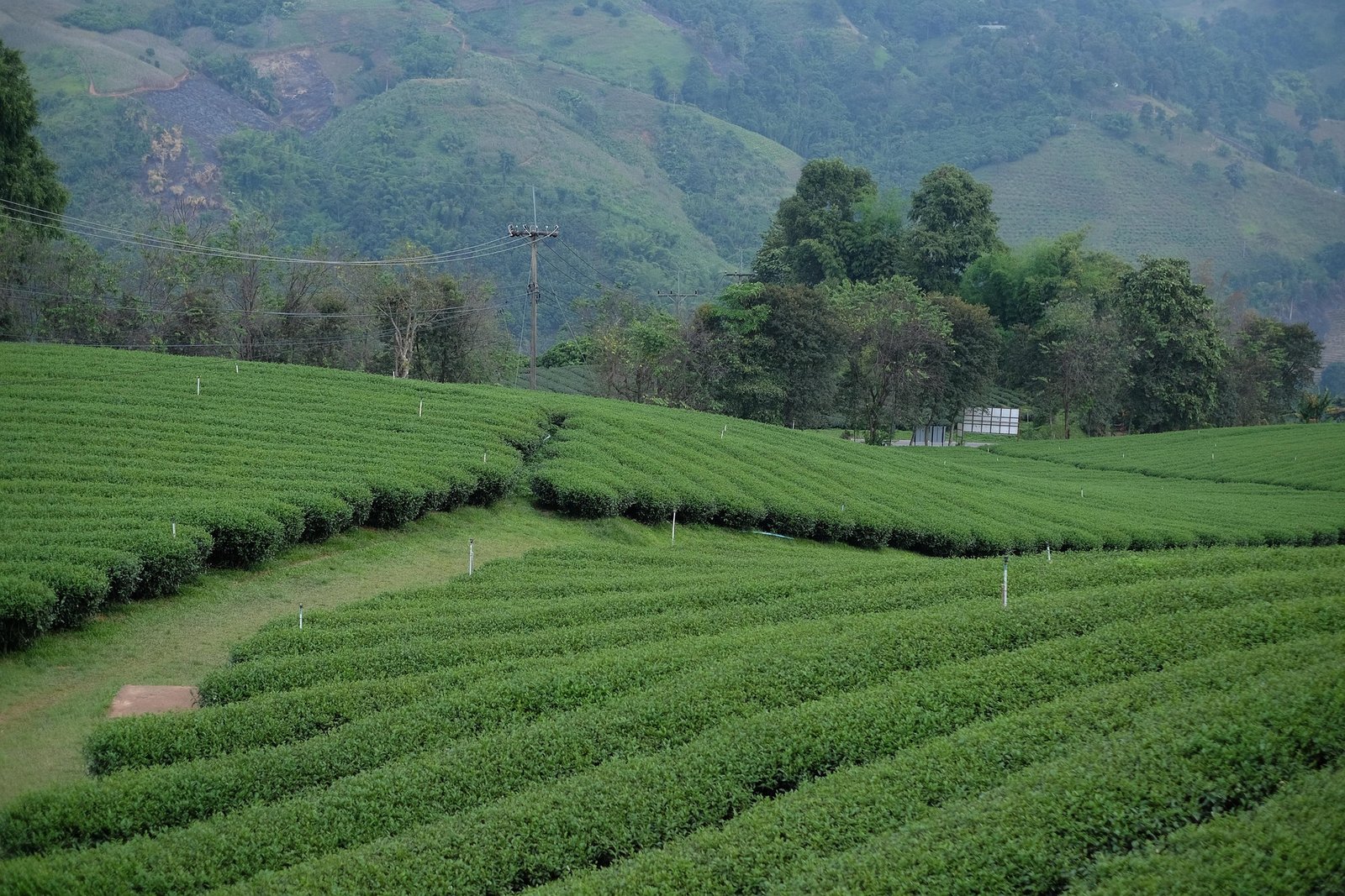 Campo agrícola ao entardecer